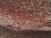 paleo-hazelnut-chocolate-walnut-cake-017