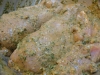 sweet-basil-grilled-chicken-009