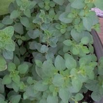 Oregano… My mom stuck it in my ears